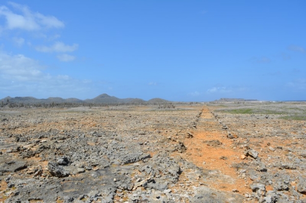 Zdjęcie z Bonaire - 