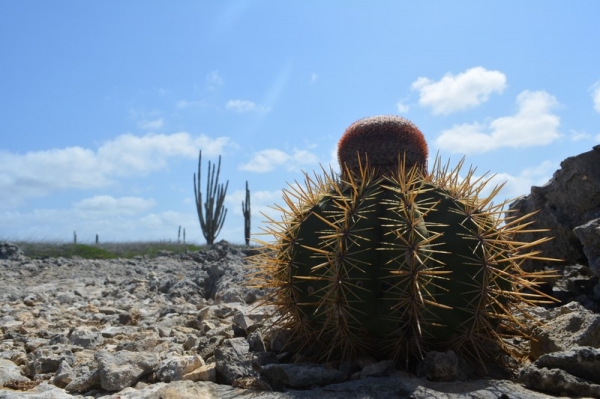 Zdjęcie z Bonaire - 