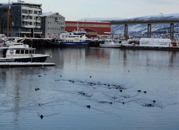 Zdjęcie z Norwegii - Tromso zimą