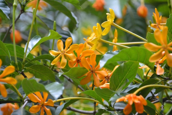 Zdjęcie z Tajlandii - Tajska flora