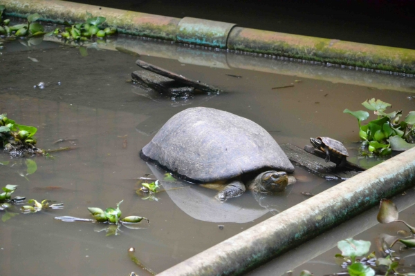 Zdjęcie z Tajlandii - Wielki zolw w bajorku kolo swiatyni Wat Phra Kaeo