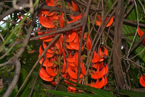 Zdjęcie z Tajlandii - Tajska flora