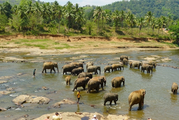 Zdjęcie ze Sri Lanki - Pinnawala