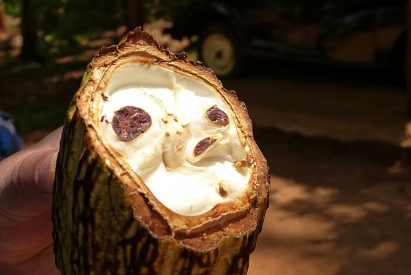 Zdjęcie ze Sri Lanki - niepozorne wnętrze kakaowca