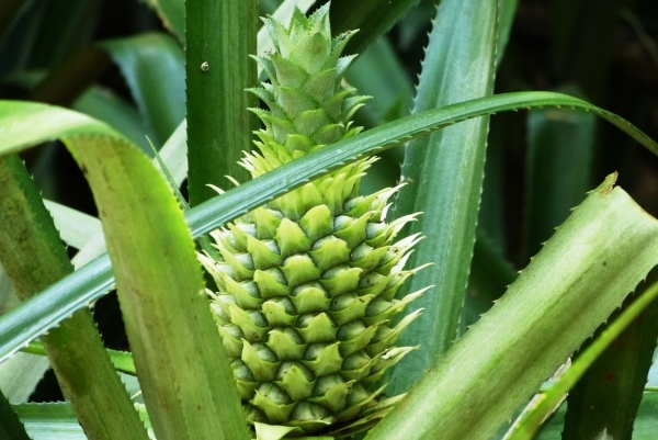 Zdjęcie ze Sri Lanki - pospolitym znany nam ananas