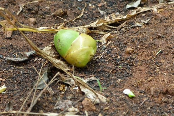 Zdjęcie ze Sri Lanki - kardamon