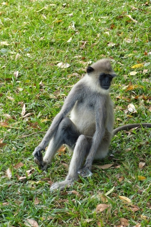 Zdjęcie ze Sri Lanki - langur 