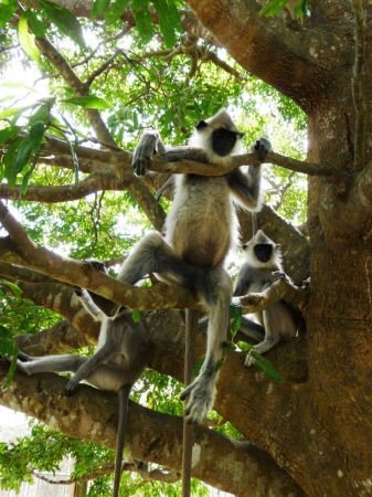 Zdjęcie ze Sri Lanki - langur