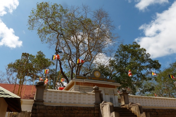 Zdjęcie ze Sri Lanki - Anuradhapura- i święte drzewo Bodhi