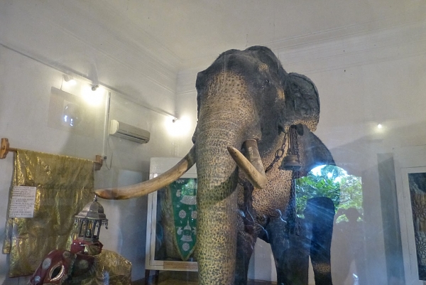 Zdjęcie ze Sri Lanki - Radża Tusker w całej okazałości w swoim słoniowym mauzoleum