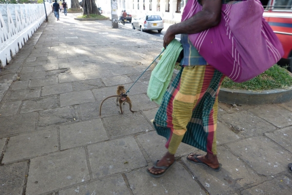 Zdjęcie ze Sri Lanki - z małpą na smyczy:))