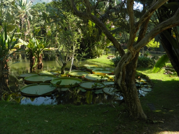 Zdjęcie z Brazylii - Ogrody botaniczne