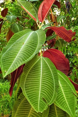 Zdjęcie ze Sri Lanki - Królewski Ogród Botaniczny w Peradeniya 