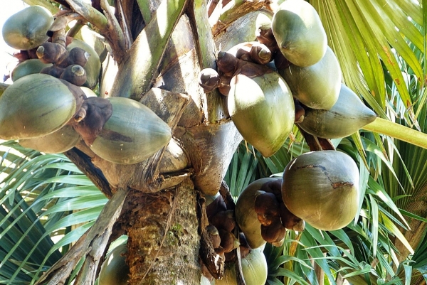 Zdjęcie ze Sri Lanki - lodoicja- palma seszelska - unikatowa w kolekcjach ogrodów botanicznych świata 