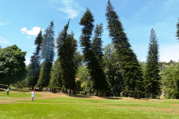 Zdjęcie ze Sri Lanki - pijane świerki:) -  "Pine Cook Avenue”, 