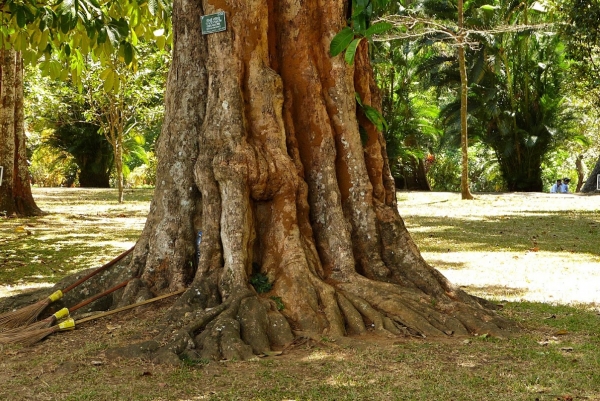 Zdjęcie ze Sri Lanki - Syzygium Grandis