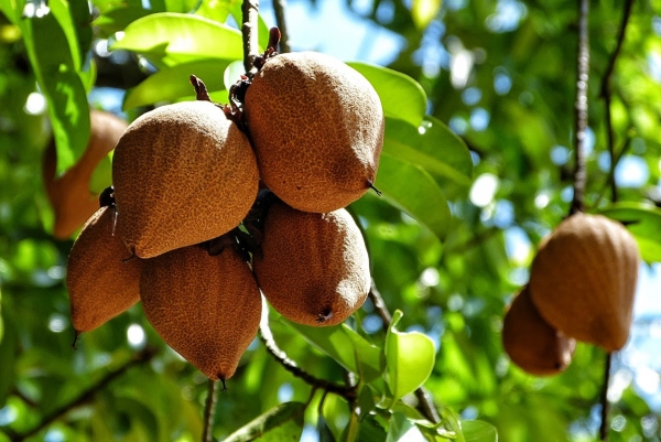 Zdjęcie ze Sri Lanki - te same owocki