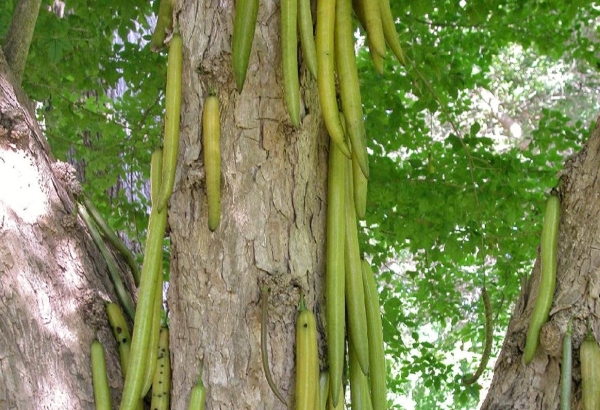Zdjęcie ze Sri Lanki - drzewo świeczkowe - nazwa adekwatna do wyglądu:)