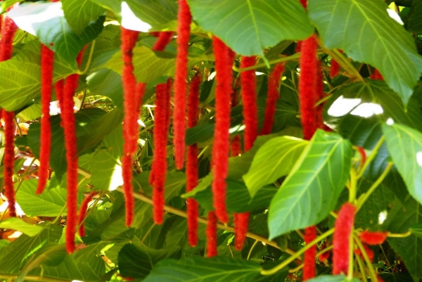 Zdjęcie ze Sri Lanki - zaskakująca flora