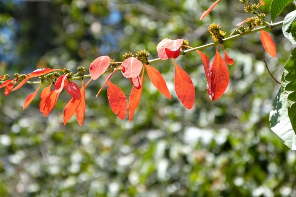Zdjęcie ze Sri Lanki - gdzieś w Ogrodzie....