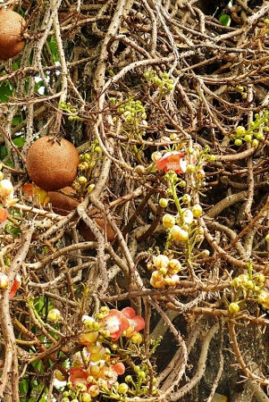 Zdjęcie ze Sri Lanki - ponownie spotykamy tu czerpnię gujańską