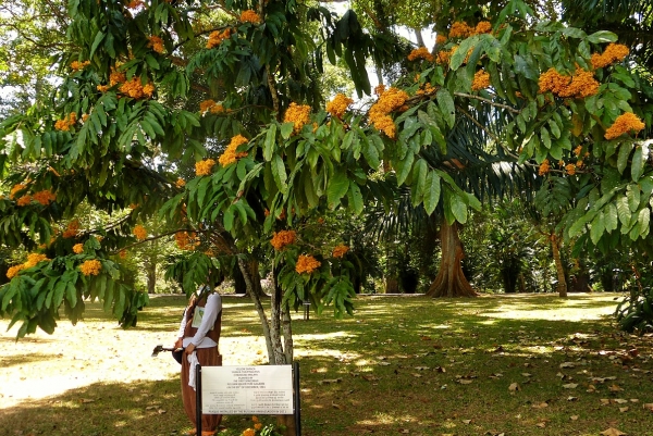 Zdjęcie ze Sri Lanki - żółta Saraca Jurija Gagarina