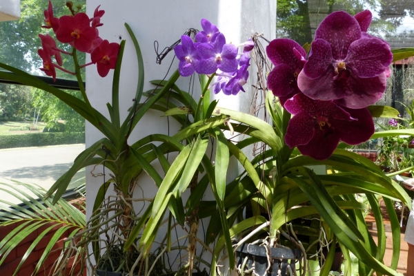 Zdjęcie ze Sri Lanki - ogród orchidei