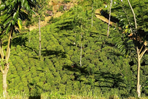 Zdjęcie ze Sri Lanki - herbaciane wzgórza Nuwara Eliya