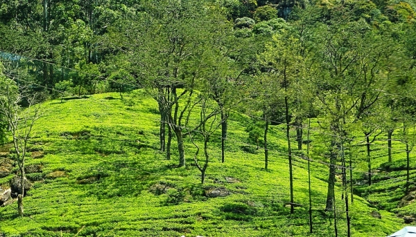 Zdjęcie ze Sri Lanki - herbaciane wzgórza Nuwara Eliya