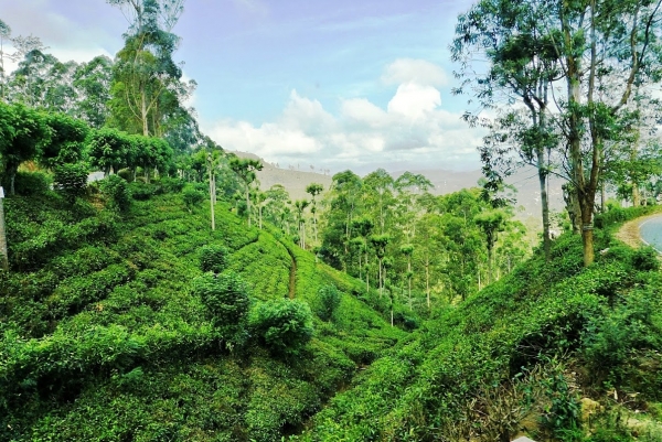 Zdjęcie ze Sri Lanki - herbaciane wzgórza Nuwara Eliya