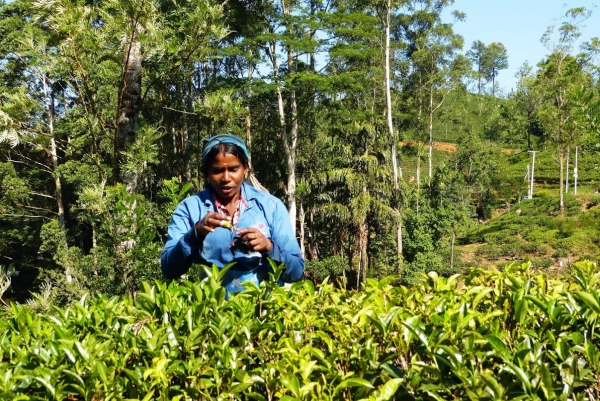 Zdjęcie ze Sri Lanki - tamilskie zbieraczki herbaty