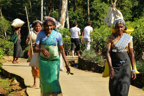 Zdjęcie ze Sri Lanki - tamilki na plantacji herbaty