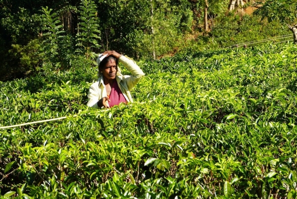 Zdjęcie ze Sri Lanki - tamilskie zbieraczki herbaty