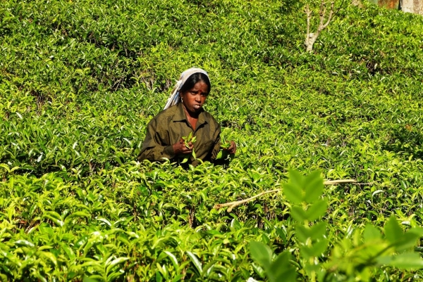 Zdjęcie ze Sri Lanki - tamilskie zbieraczki herbaty