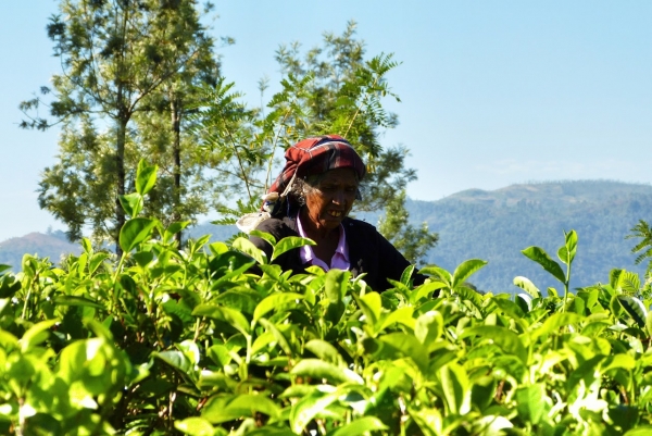 Zdjęcie ze Sri Lanki - tamilskie zbieraczki herbaty