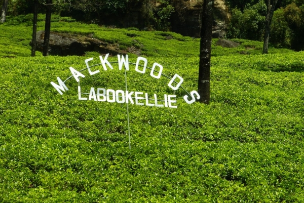 Zdjęcie ze Sri Lanki - herbaciane plantacje...