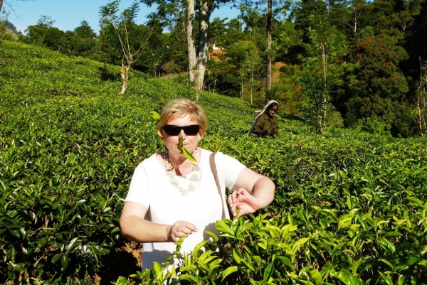 Zdjęcie ze Sri Lanki - herbatka prosto z krzaczka :)