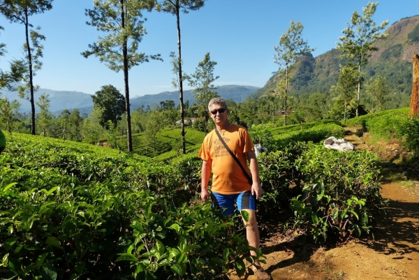 Zdjęcie ze Sri Lanki - małżowinek wśród herbaty...