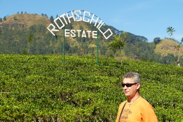 Zdjęcie ze Sri Lanki - małżowinek wśród herbaty...