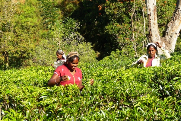 Zdjęcie ze Sri Lanki - nie mogłam się na nie napatrzeć....