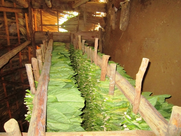 Zdjęcie z Kuby - Vinales