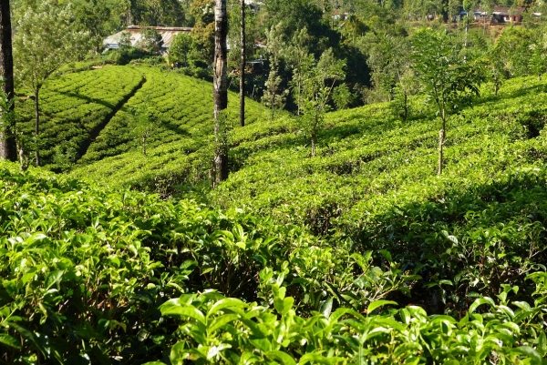 Zdjęcie ze Sri Lanki - a teraz do fabryki! 
