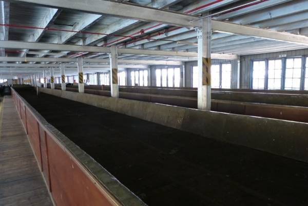 Zdjęcie ze Sri Lanki - tutaj wsypuje się tony liści, ale herbaciarki jeszcze są na polach