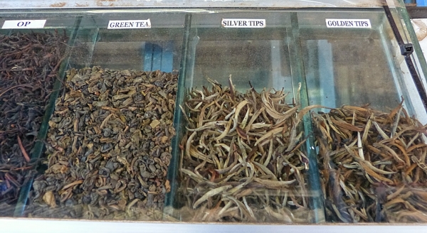 Zdjęcie ze Sri Lanki - najlepsza: golden tips! same zwinięte pączuszki z czubeczka krzaczka:)