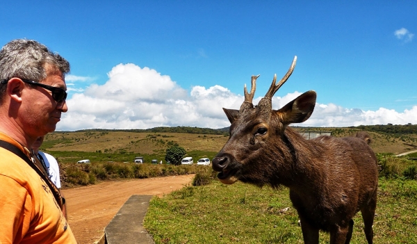 Zdjęcie ze Sri Lanki - przy wejściu do Parku Równiny Hortona przybyszów witają przyjazne sambary