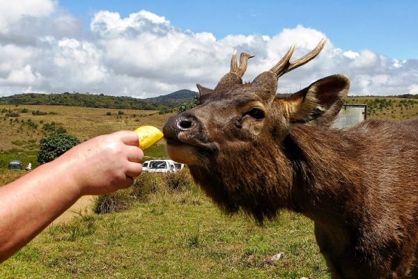 Zdjęcie ze Sri Lanki - na Sri Lance każdego zwierzaka da się przekupić; 