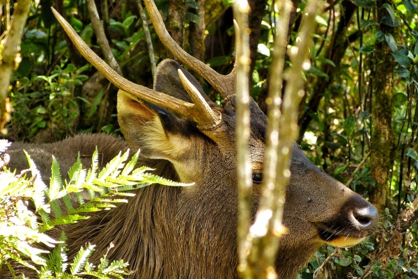 Zdjęcie ze Sri Lanki - spotykamy dzikiego sambara między krzaczkami; 