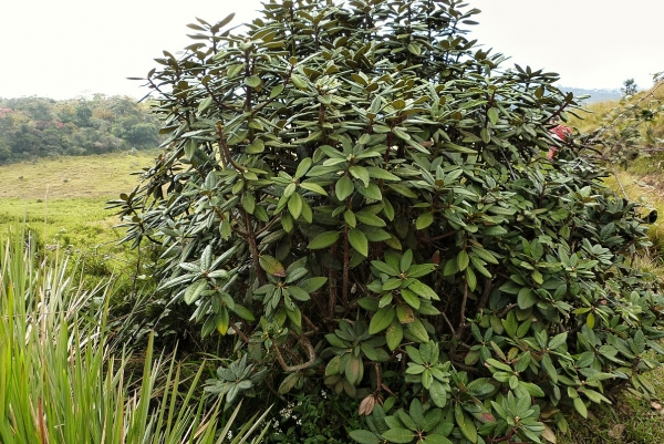 Zdjęcie ze Sri Lanki - rośnie tu mnóstwo dzikich rododendronów; 