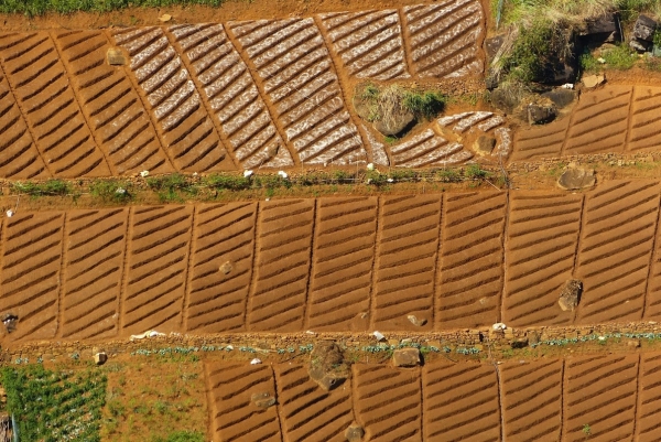 Zdjęcie ze Sri Lanki - niesamowicie piękne poletko; 