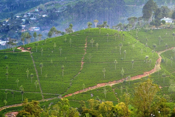 Zdjęcie ze Sri Lanki - widok z hotelowego okna na całą górę herbaty:)